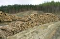 Леса украины Карпатские буковые леса